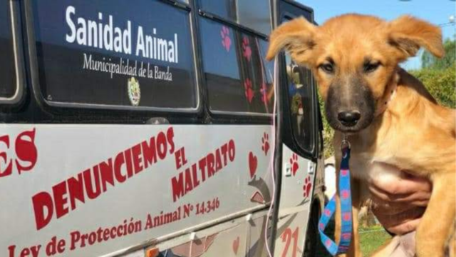 La Municipalidad de La Banda otorgará bonos para castraciones de bajo costo de perros y gatos