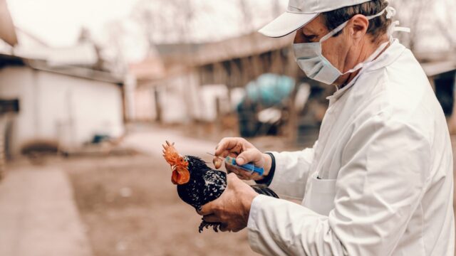 Casos gripe aviar se detectaron en 11 países y provoca preocupación