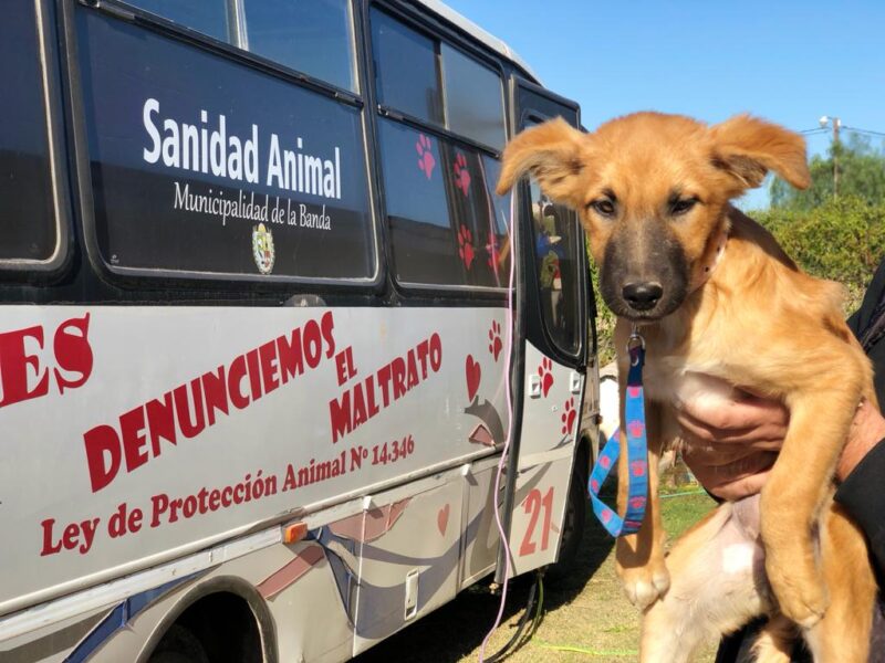 La Banda promueve la protección de las mascotas en el marco del “Día Internacional del Animal”